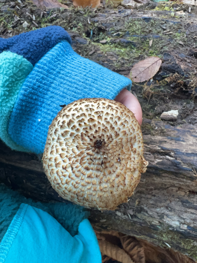 Chlorophyllum