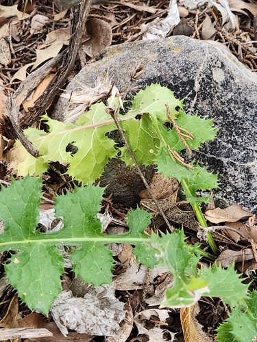 Image of Acourtia runcinata by (c) Jo Roberts, some rights reserved (CC BY)
