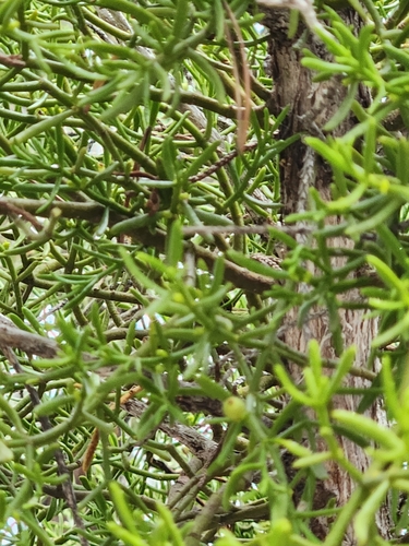 Image of Phoradendron hawksworthii by (c) Jo Roberts, some rights reserved (CC BY)