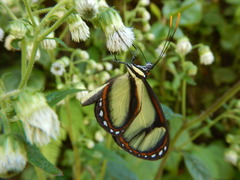 Ithomia salapia