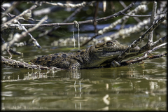 Crocodylus acutus image
