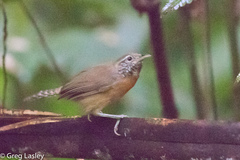 Pheugopedius rutilus