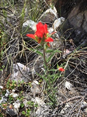 Castilleja rigida