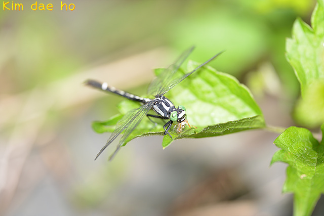 Trigomphus