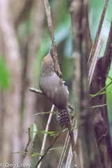 Pheugopedius rutilus