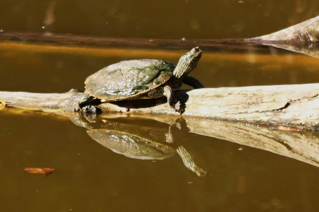 Northern Map Turtle in October 2024 by sharonnethercott · iNaturalist