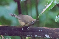 Pheugopedius rutilus