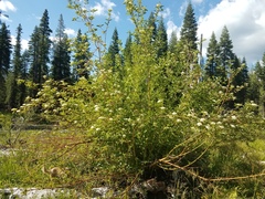 Cornus sericea occidentalis