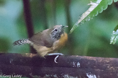 Pheugopedius rutilus