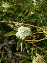 Cornus sericea occidentalis