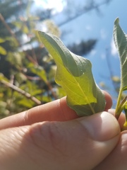 Cornus sericea occidentalis