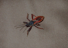 Rhynocoris ventralis