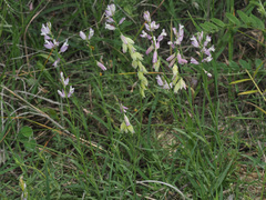 Polygala transcaucasica