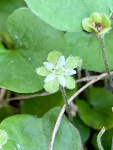 silverleaf ponysfoot (Dichondra sericea)