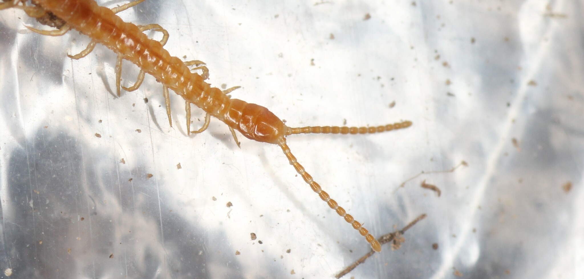 Dignathodon microcephalus Lucas, 1846
