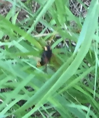 Urocerus gigas