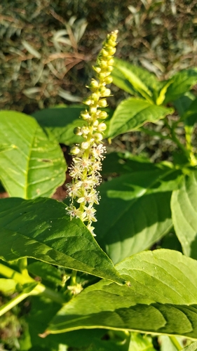 Mexican pokeweed (Phytolacca heterotepala)