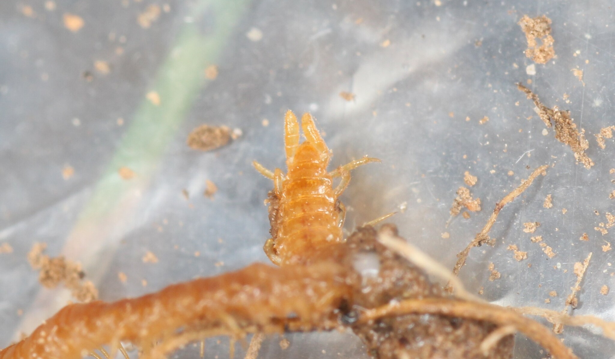 Dignathodon microcephalus Lucas, 1846