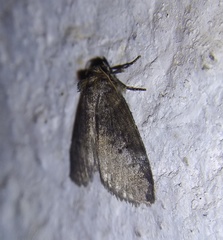 Ochropacha duplaris
