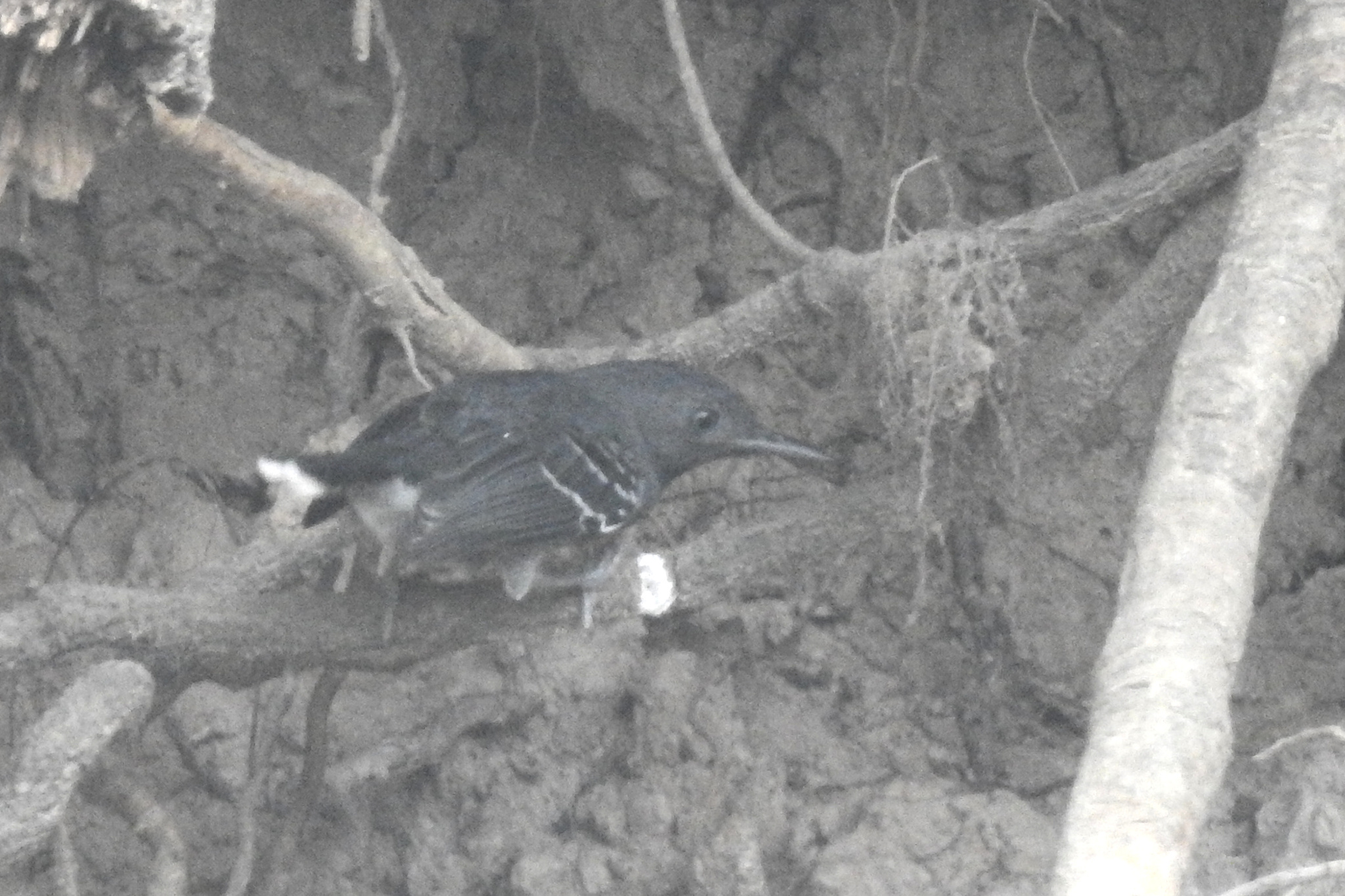 Band-tailed Antbird (Hypocnemoides maculicauda), photo 6
