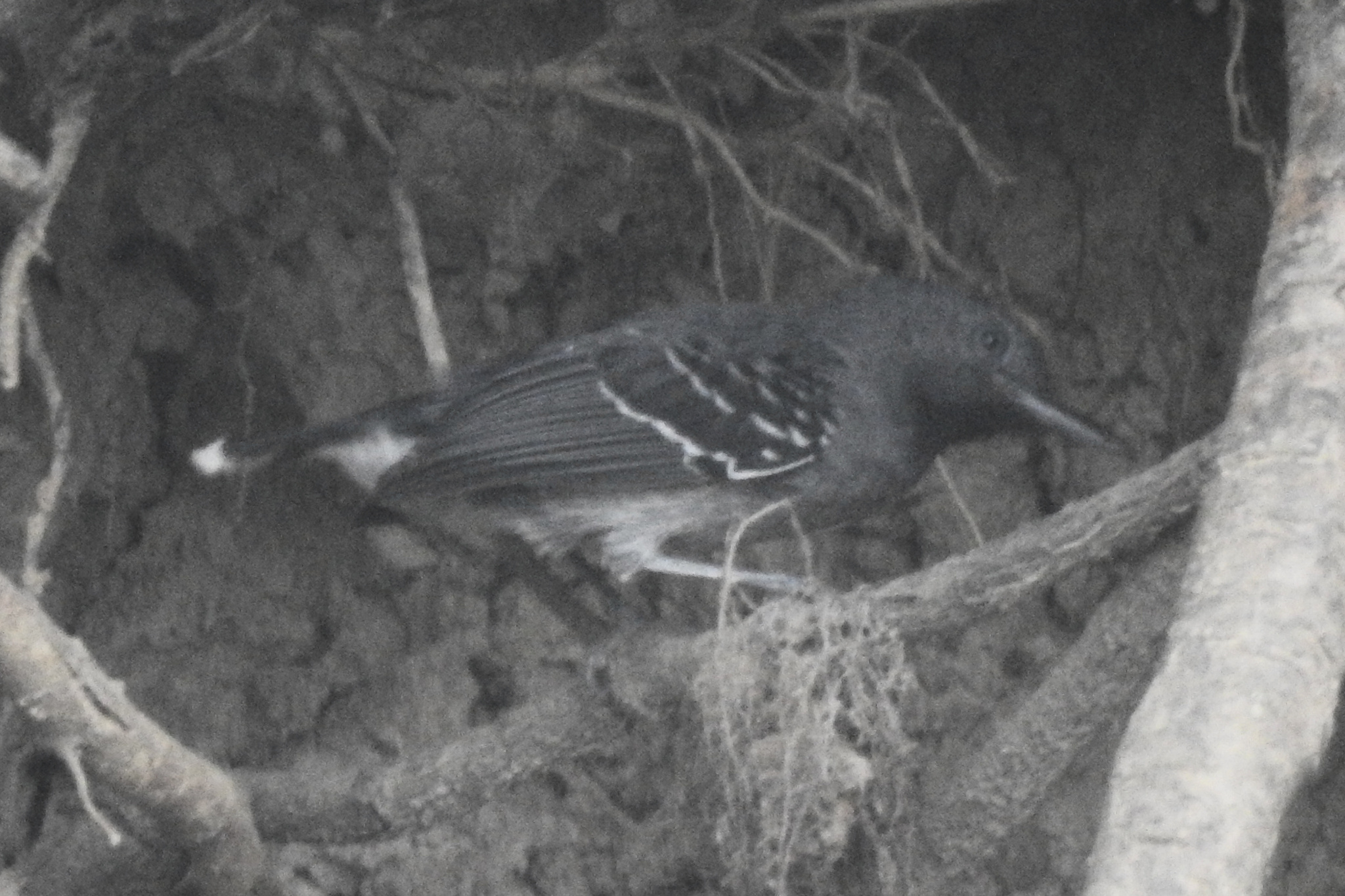 Band-tailed Antbird (Hypocnemoides maculicauda), photo 7