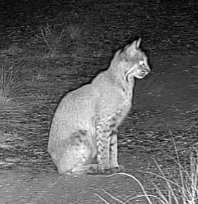 Bobcat photographed in Nebraska