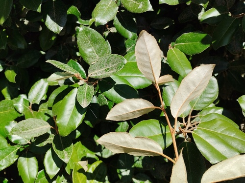 Ebbinge's Silverberry (Elaeagnus ×)