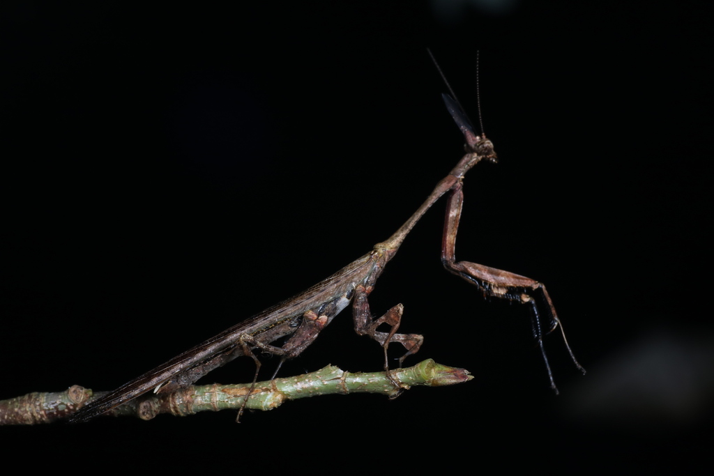 Phyllothelys tengchongense