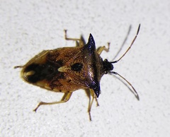 Elasmucha ferrugata