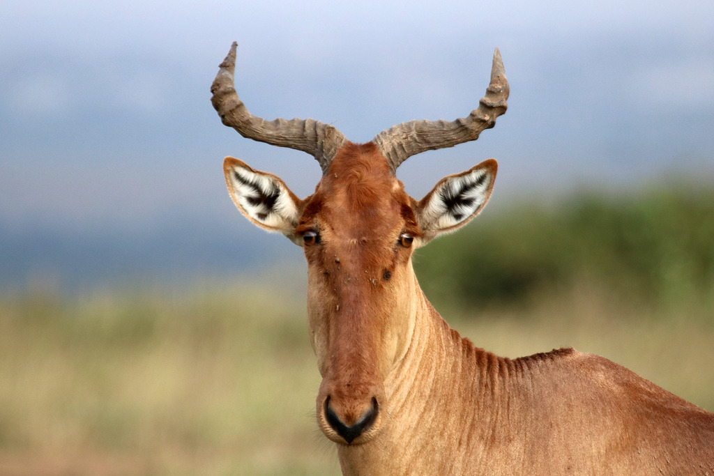 Coke’s hartebeest, Mugumoini, Nairobi, Kenya, photographed by 昆虫学liuye