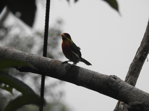 Lemon-throated Barbet (Eubucco richardsoni), photo 6