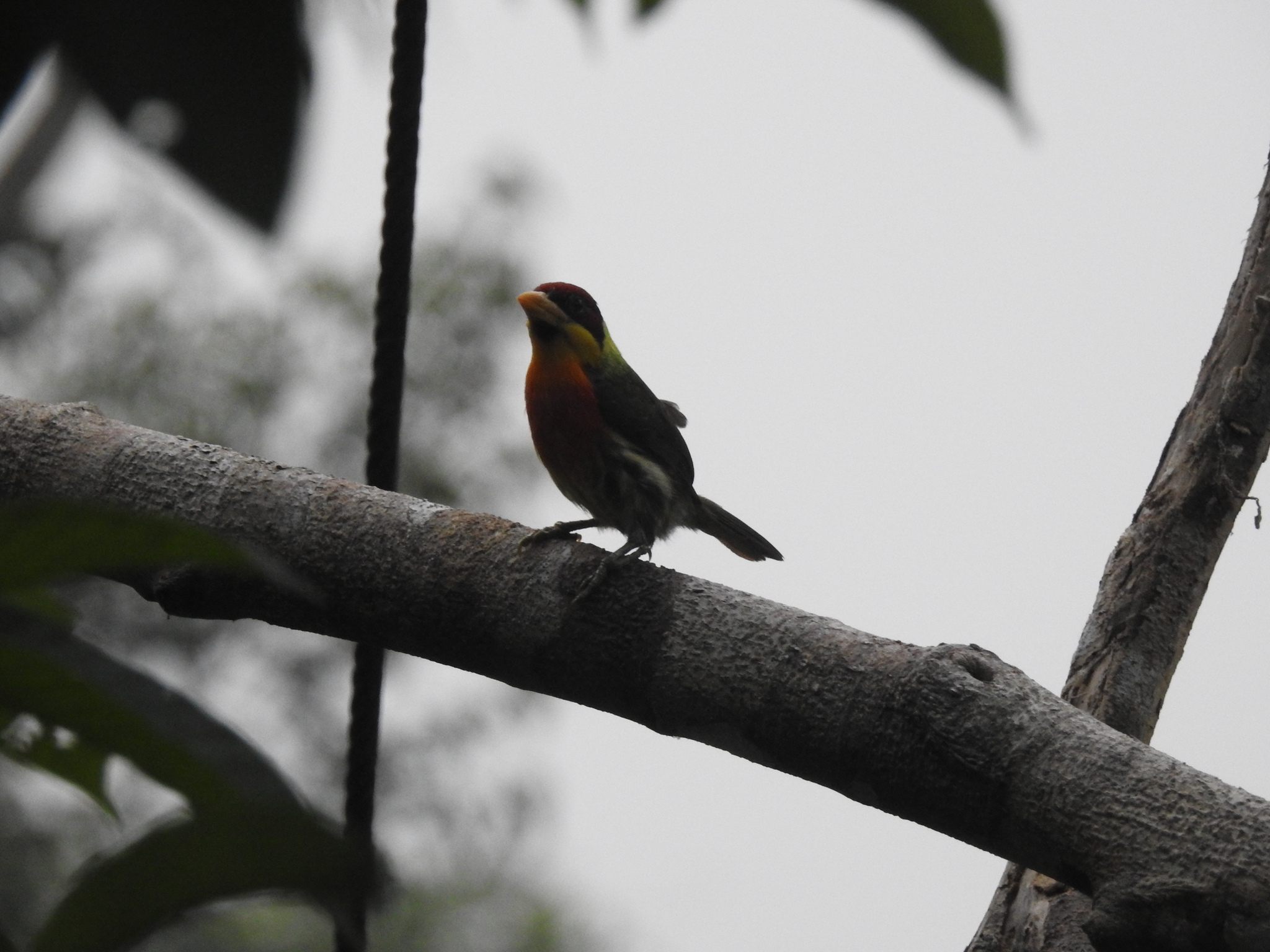 Lemon-throated Barbet (Eubucco richardsoni), photo 8