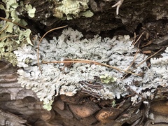 Heterodermia albicans