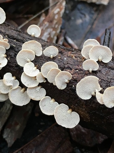 Panellus pusillus nuotrauka