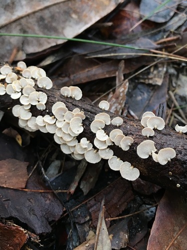 Panellus pusillus nuotrauka