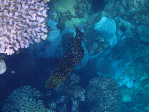 Squaretail coralgrouper (Plectropomus areolatus) — Serranidae — 4