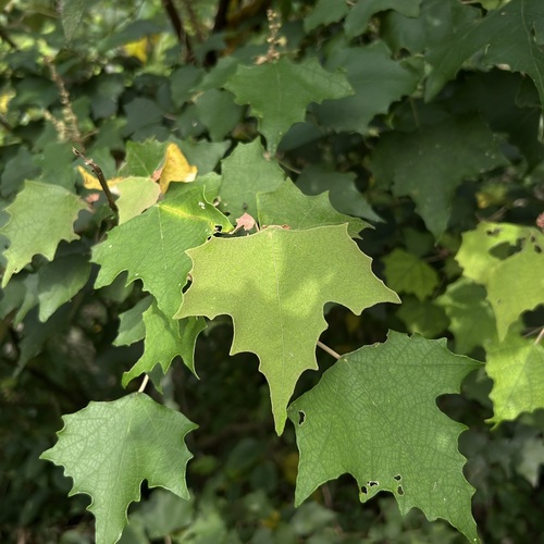 Mallotus paniculatus iNat (1)