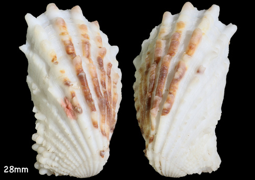 Representative image of Cardita calyculata