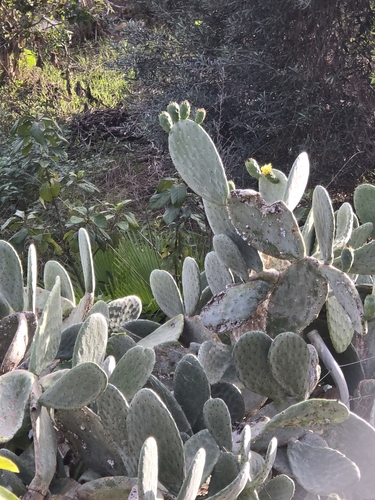 Avistamiento Chumbera (Opuntia ficus-indica)