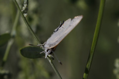Satyrium californica