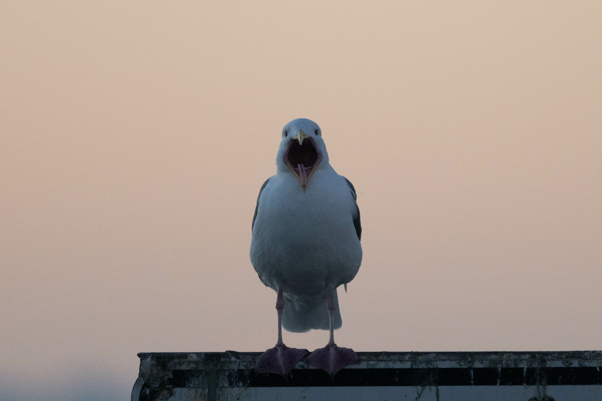 Western Gull (Larus occidentalis)
