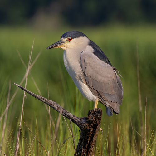 Black-crowned Night Heron photographed in Georgia