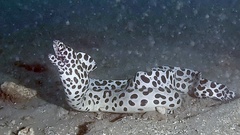 Spotted Moray photo 2