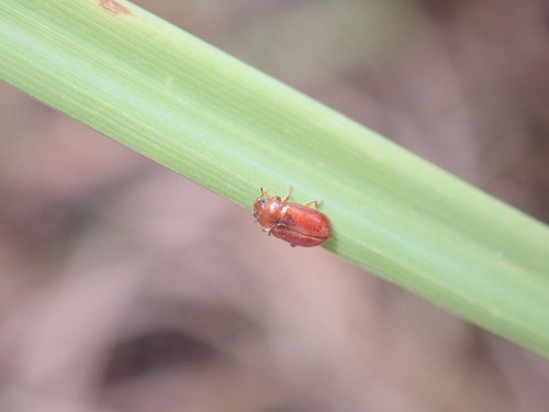 Red Marsh Ladybird, Ophemert, Nederland, photo 9 of 10
