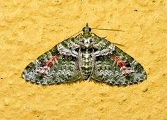 Chloroclystis rubroviridis