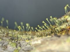 Chaenotheca chrysocephala