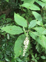 Clethra acuminata