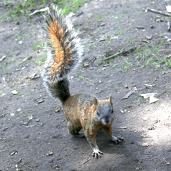 Sciurus aureogaster