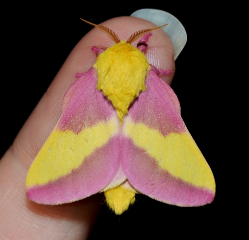 Rosy Maple Moth — photo 1