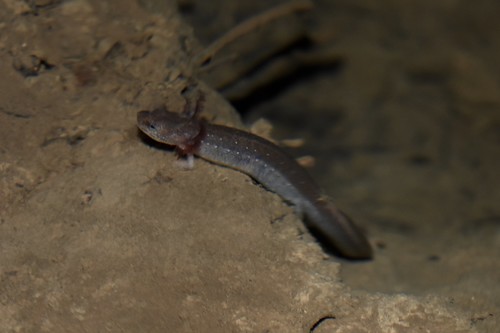 Cascade Caverns Salamander